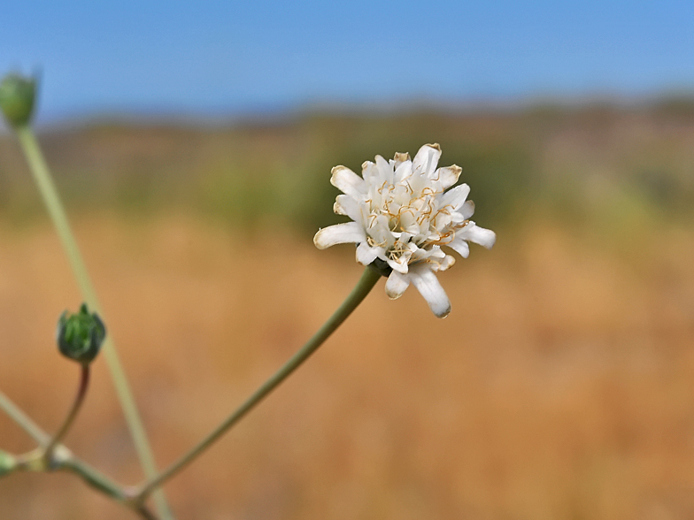 Pycnocomon rutifolium