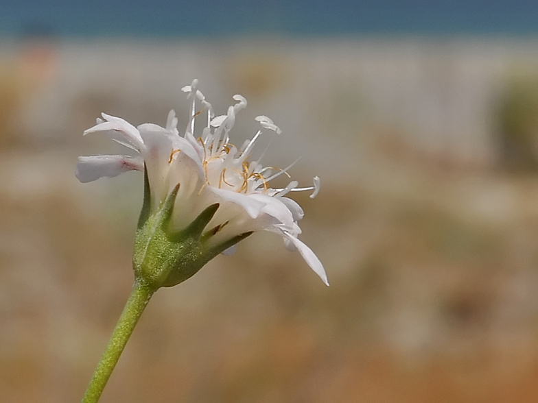 Pycnocomon rutifolium