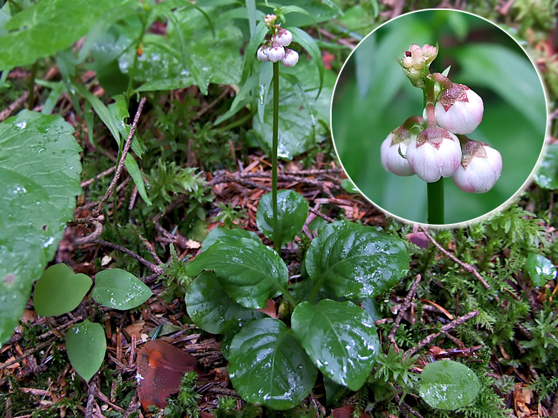 Pyrola minor