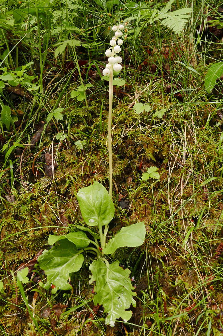 Pyrola minor