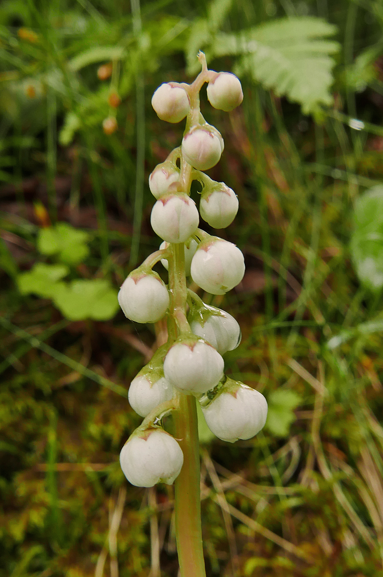 Pyrola minor