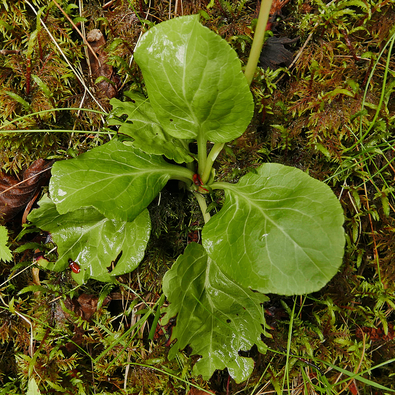 Pyrola minor