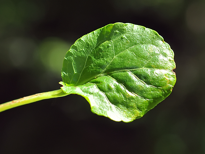 Pyrola minor