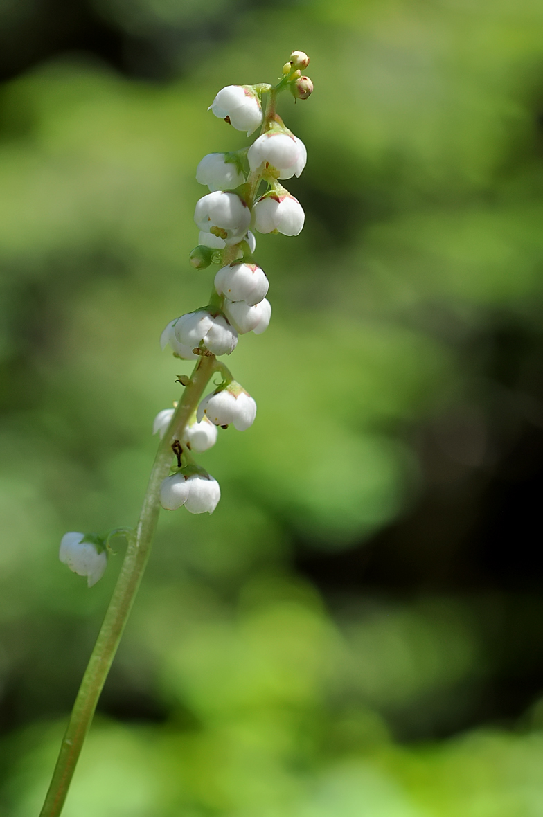 Pyrola minor