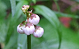 Pyrola minor