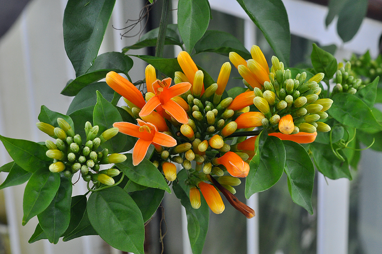 Pyrostegia venusta