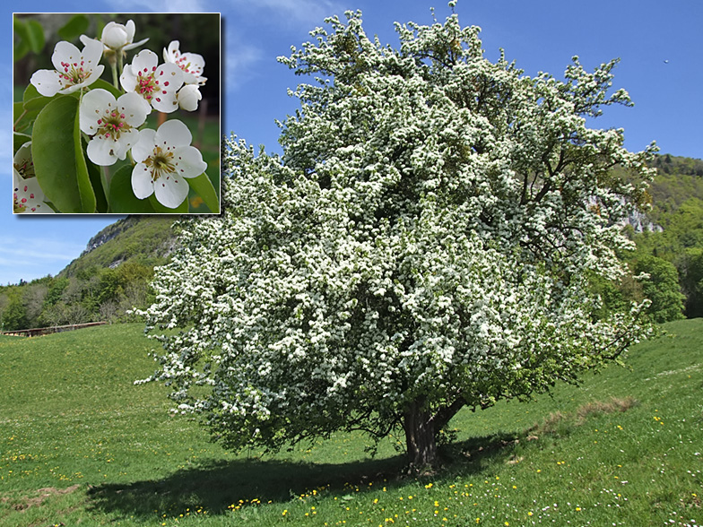 Pyrus pyraster