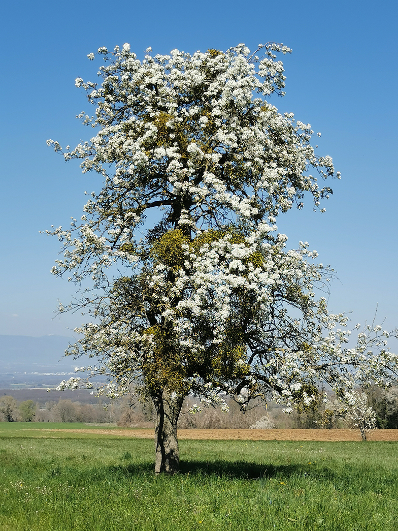 Pyrus pyraster