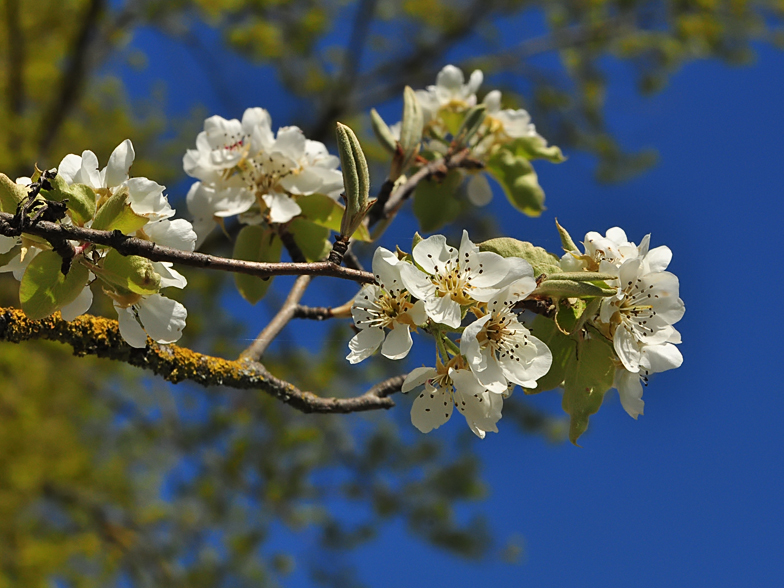 Pyrus pyraster