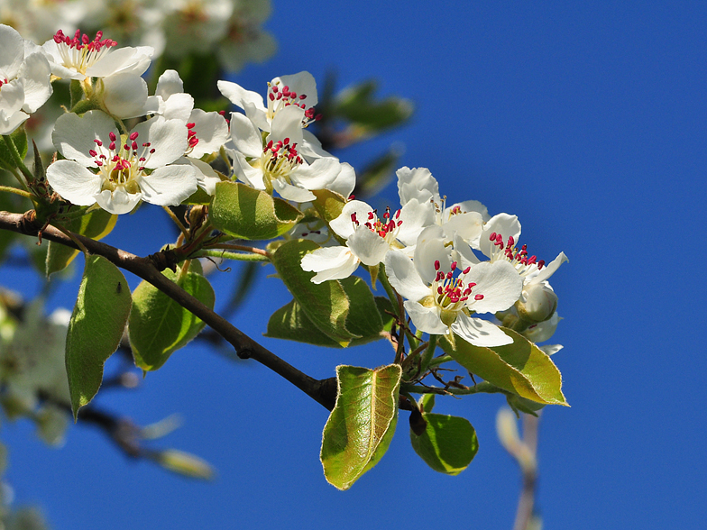 Pyrus pyraster