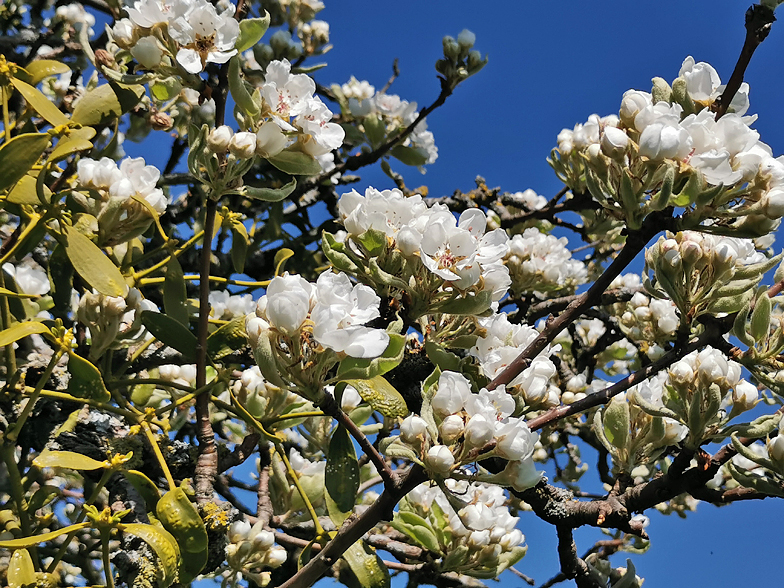 Pyrus pyraster