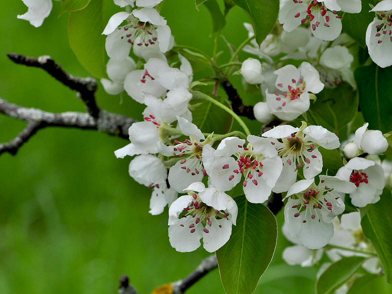 Pyrus pyraster