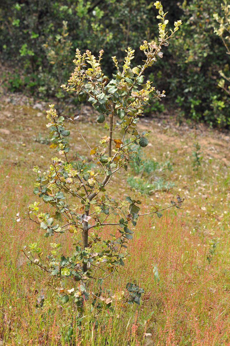 Quercus coccifera