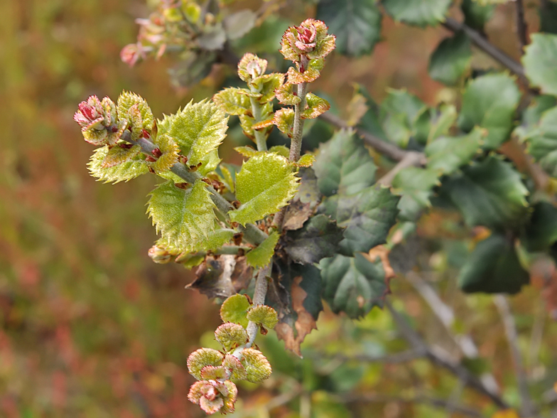 Quercus coccifera