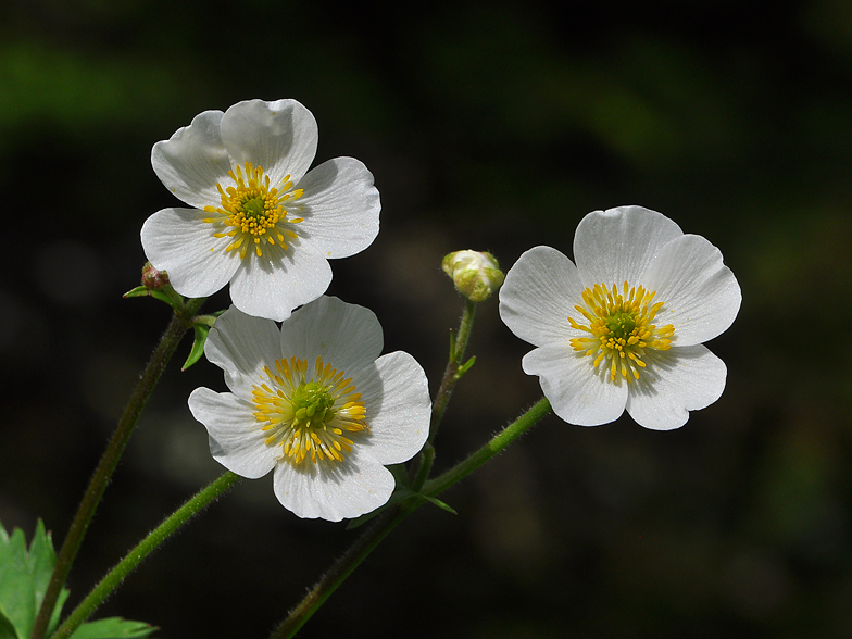 Ranunculus aconitifolius