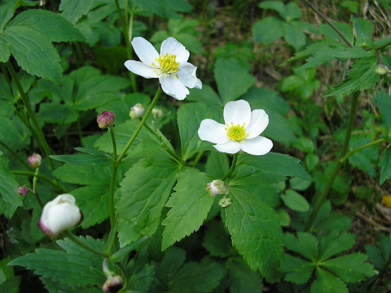 Ranunculus aconitifolius