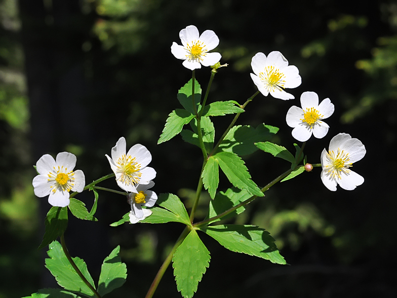 Ranunculus aconitifolius