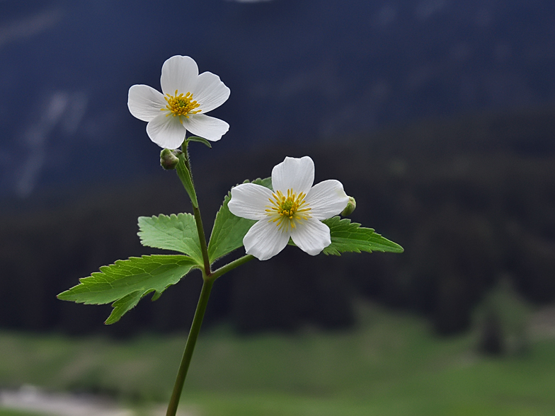 Ranunculus aconitifolius