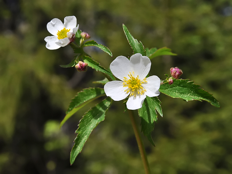 Ranunculus aconitifolius