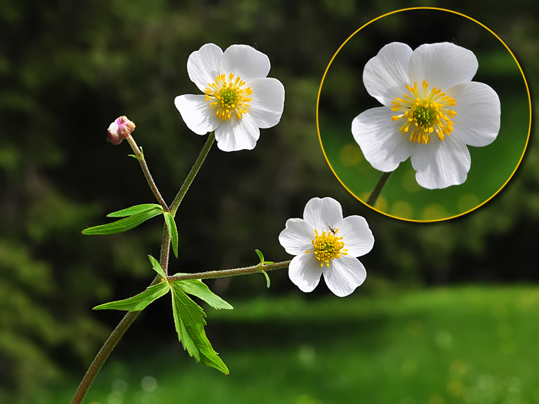 Ranunculus aconitifolius