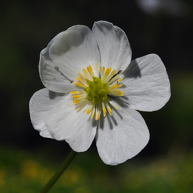 Ranunculus aconitifolius