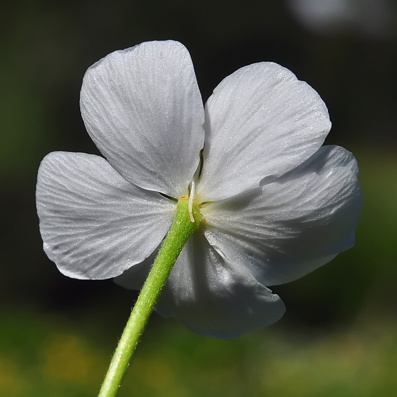 Ranunculus aconitifolius