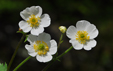 Ranunculus aconitifolius