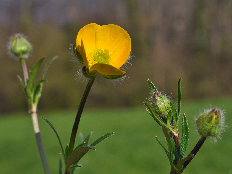 Ranunculus acris