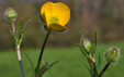 Ranunculus acris