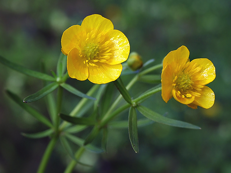 Ranunculus auricomus