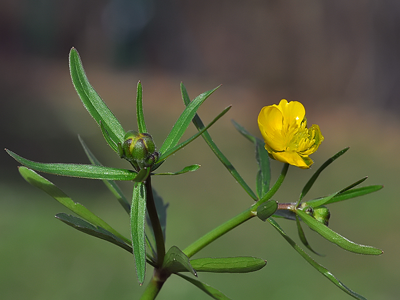 Ranunculus auricomus