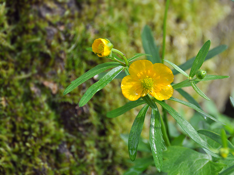 Ranunculus auricomus