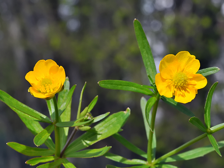 Ranunculus auricomus