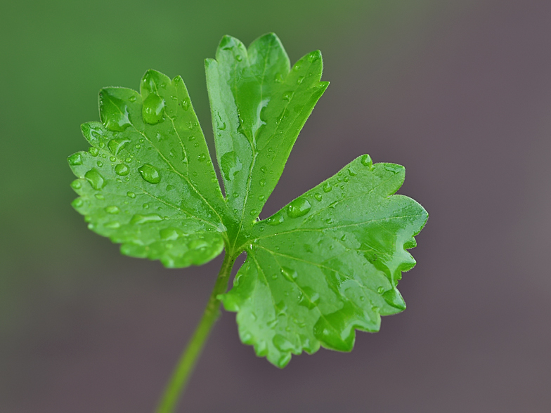 Ranunculus auricomus