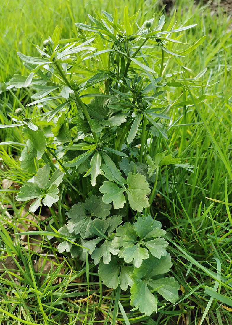 Ranunculus auricomus