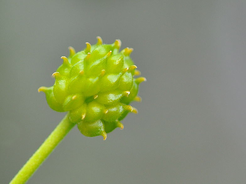 Ranunculus auricomus