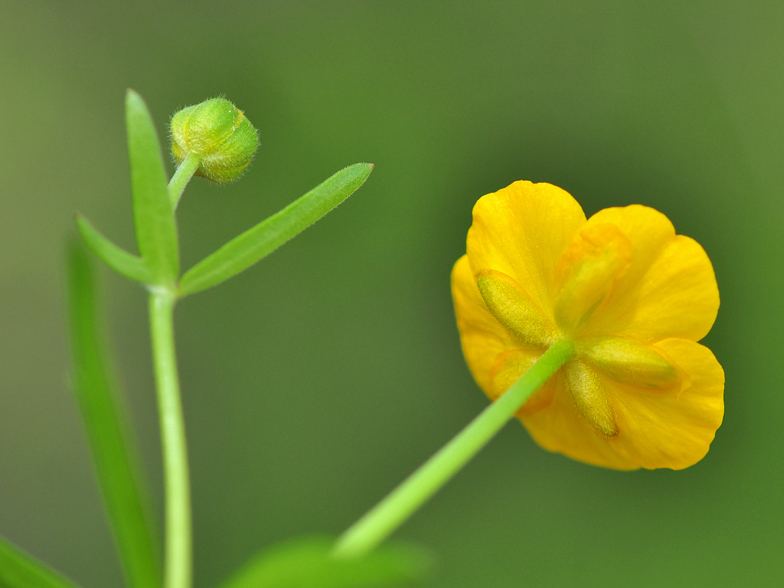 Ranunculus auricomus