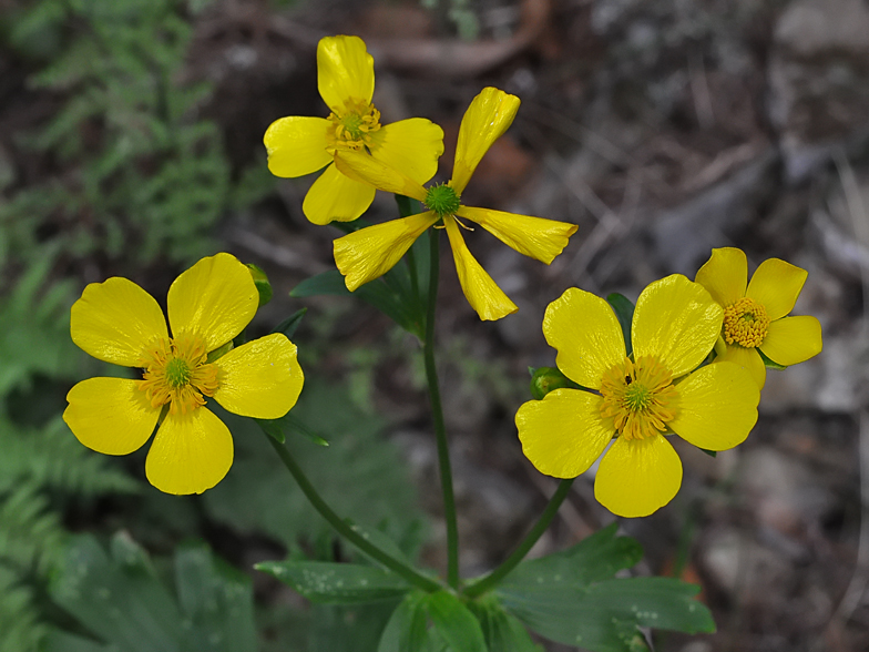 Ranunculus cortusifolius 2