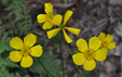 Ranunculus cortusifolius