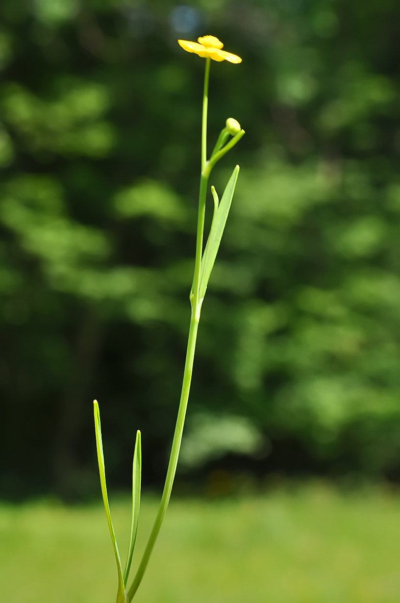 Ranunculus flammula