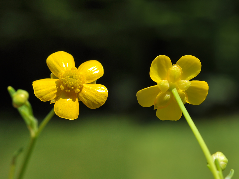 Ranunculus flammula