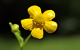 Ranunculus flammula