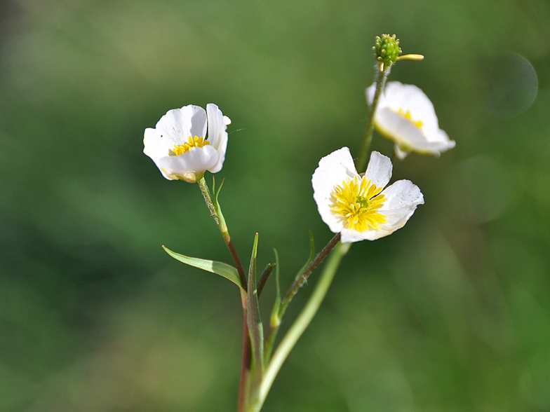 Ranunculus kuepferi