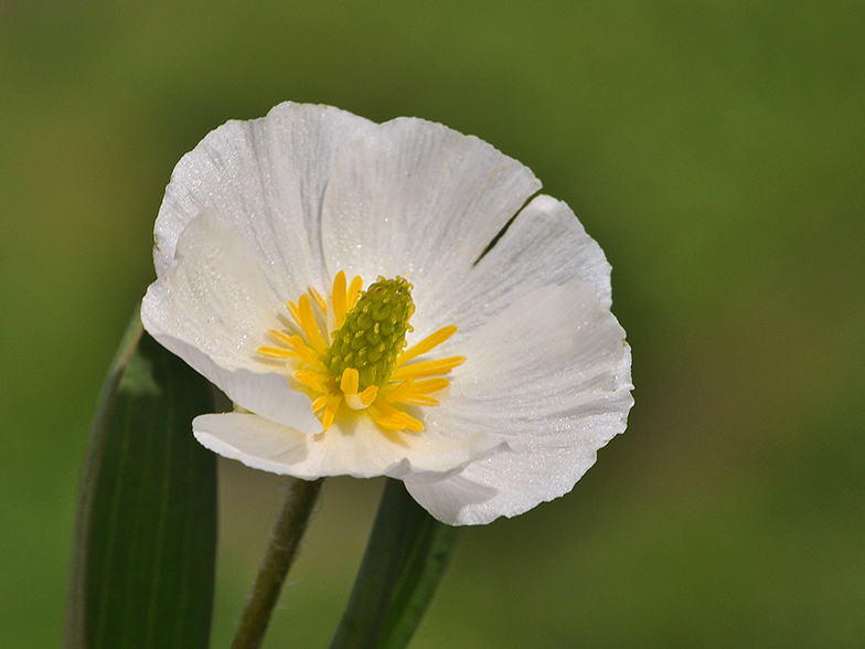 Ranunculus kuepferi