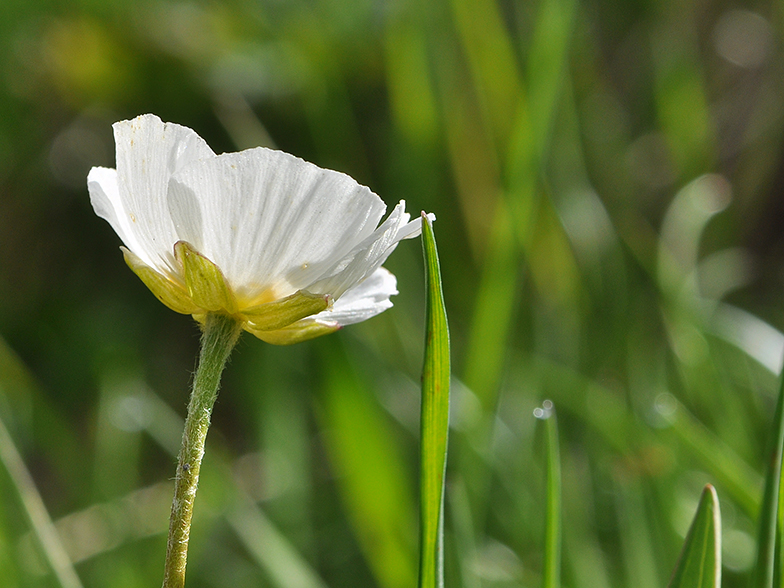 Ranunculus kuepferi