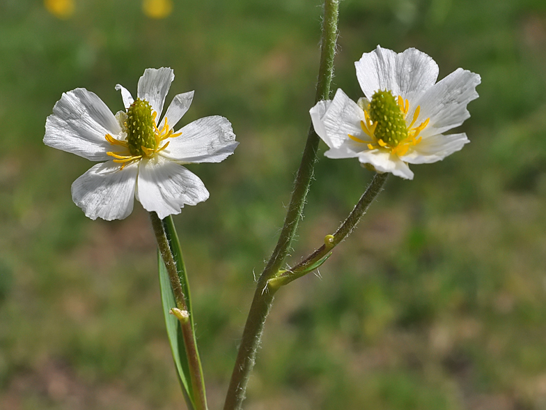 Ranunculus kuepferi