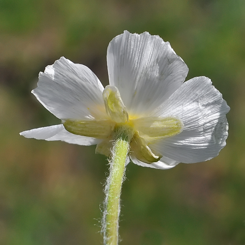 Ranunculus kuepferi