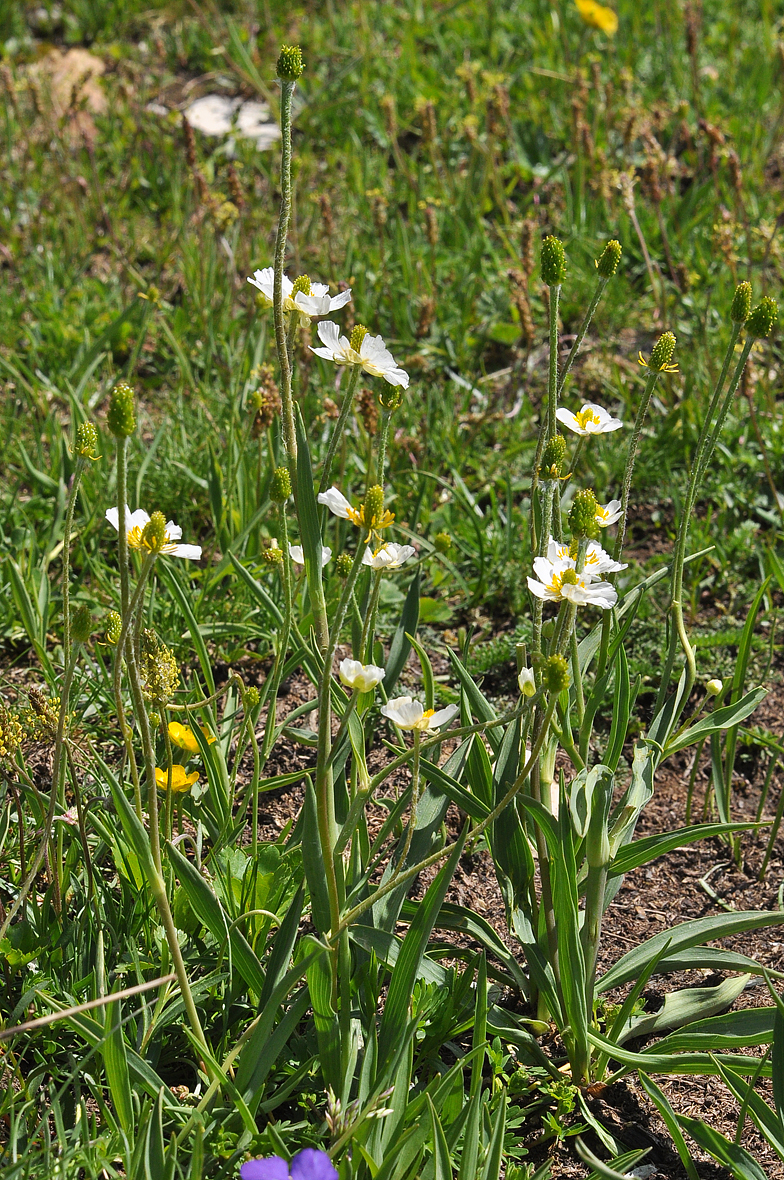 Ranunculus kuepferi