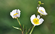 Ranunculus kuepferi