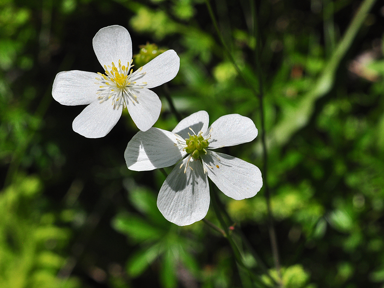 Ranunculus platanifolius